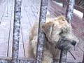 Ozzy The Wheaten Terrier in: The Snow