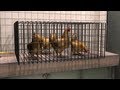 View Video