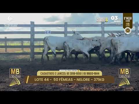 9� MEGA LEIL�O DA MB LEIL�ES