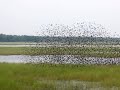 Blackbird migration