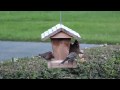 Variety of Birds at My Feeder