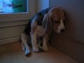BEAGLE ELVIS FALLS ASLEEP