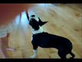 shelby-the-boston-terrier.html
