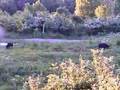 Bache mit Frischlingen im Mai Schwarzwild Jagd Wildschwein
