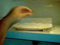Fun With a Microwave and a Lightbulb