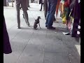 Miniperro! Amazing 1:50 dog replica!