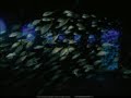 Madelyne - Beautiful Child (Madelynes Chill-Out Mix)
