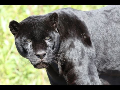 cardboard animals - Safari Wildcat Ep.3.- JAGUAR KILLS GIRAFFE? Even though jaguars come from the Americas and giraffes from Africa, anything is possible at Wildcat Sanctuary! W...