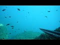 Spearfishing Pescasub Barracuda strappato