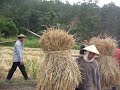Kun Yuam - Récolte du riz - Séchage des bottes de riz