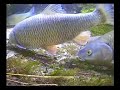 Chub and roach Chub and roach