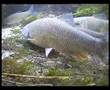 Chub and roach