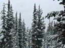 12-14-07 snowing at Blackcomb 12-14-07 snowing at Blackcomb