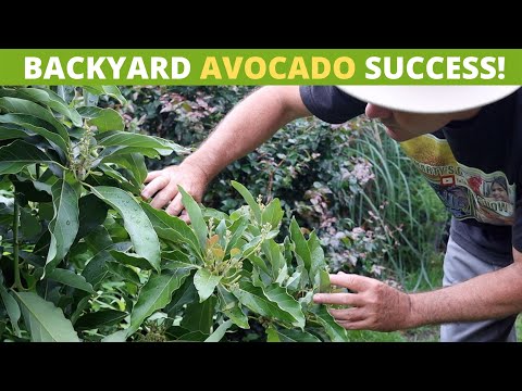 How to Grow an Avocado Tree at Home in Container or Ground