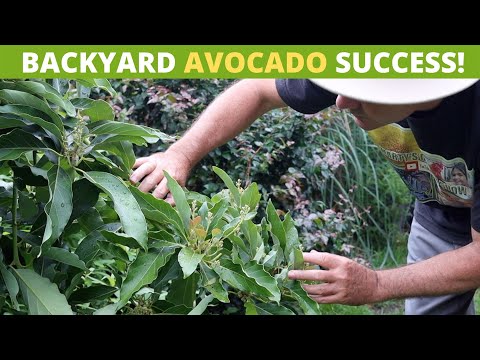 how to grow and harvest avocados