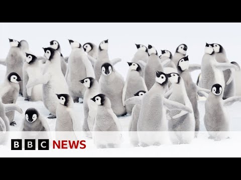 No words…Emperor Penguins going extinct – Mary Ann Steggles