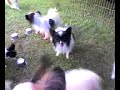 Masterbating dog