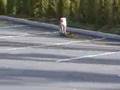 ContandoNinguemAcredita.wmv