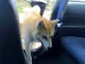 Akita Inu Puppy 10 months