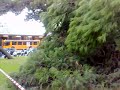 Pino secolare abbattuto a Reggio Calabria Pino secolare abbattuto a Reggio Calabria