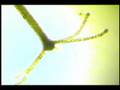 Hydra Live Video (Bright Field)