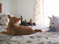 Daphne and Cookie with Nanuka