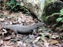 lizard in Bukit Timah Nature Reserve