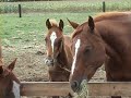 Smart Laurel June  Quarter Horse Hengst (geb. 6/08)