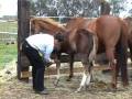 Smart Laurel June  Quarter Horse Hengst (geb. 6/08)