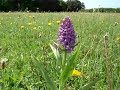 Southern Marsh Orchid at Durlston Southern Marsh Orchid at Durlston