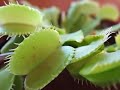 Venus flytrap Venus flytrap