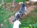 Gato y Snow White
