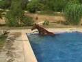 horse in pool, mallorca