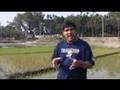 An Update from a Rice Field