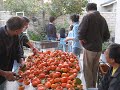 2007-11-18 persimmons picking 2007-11-18 persimmons picking