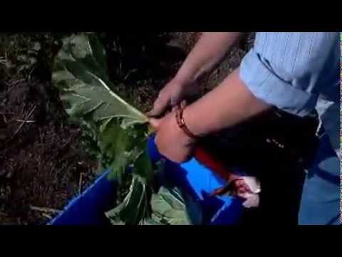 how to collect rhubarb