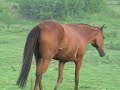 Rescued Thoroughbred available to adopt Rescued Thoroughbred available to adopt