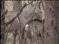 Buck Deer 9 point & Doe mating