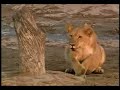 CREATURE LIONS KILING