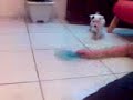 Xaveco (2/2)