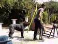 Boyero de Flandes video