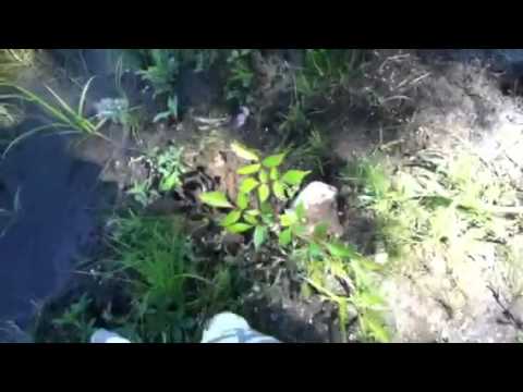 how to transplant astilbe