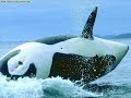 orcas, mi animal favorito
