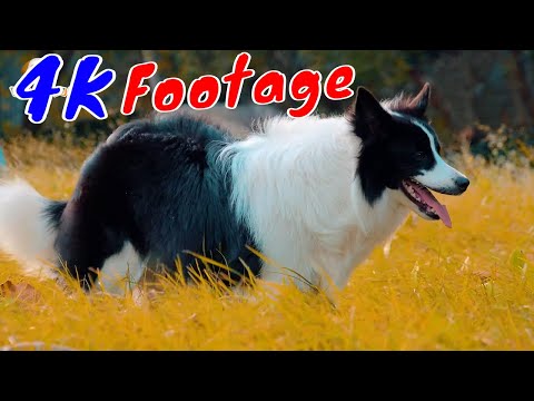 Những Cảnh Quay Đẹp Chất Lượng 4K Viral Dog Tập 1