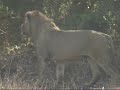 After the Rhino Kill, KrugerPark