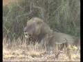 After the Rhino Kill, KrugerPark