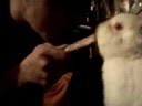 run rabit run rabit run run run