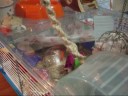 videos de De meisjes in hun huisje!