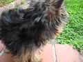 Zola Belle - The Tiny Yorkie Puppy - Running FAST in Yard!