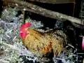 Rooster or coffeemaker?
